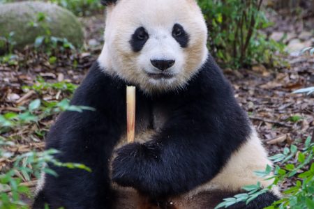 Chengdu et le Tibet en autonomie